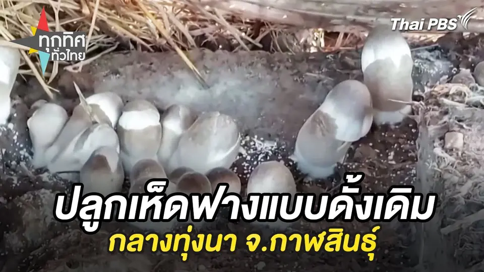 ทุกทิศทั่วไทย