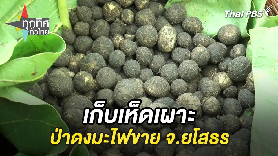 ทุกทิศทั่วไทย