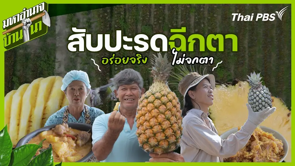 สับปะรดฉีกตา อร่อยจริงไม่จกตา