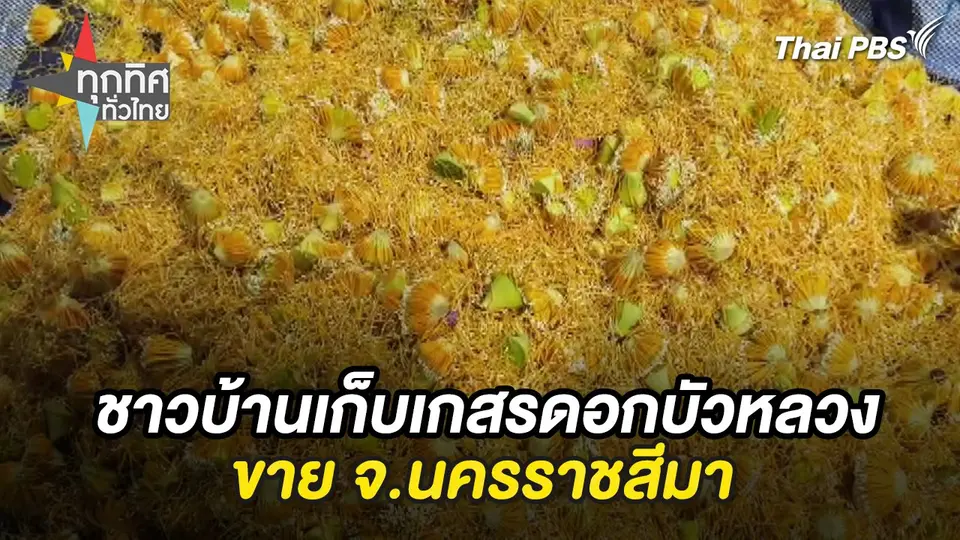 ชาวบ้านเก็บเกสรดอกบัวหลวงขาย จ.นครราชสีมา