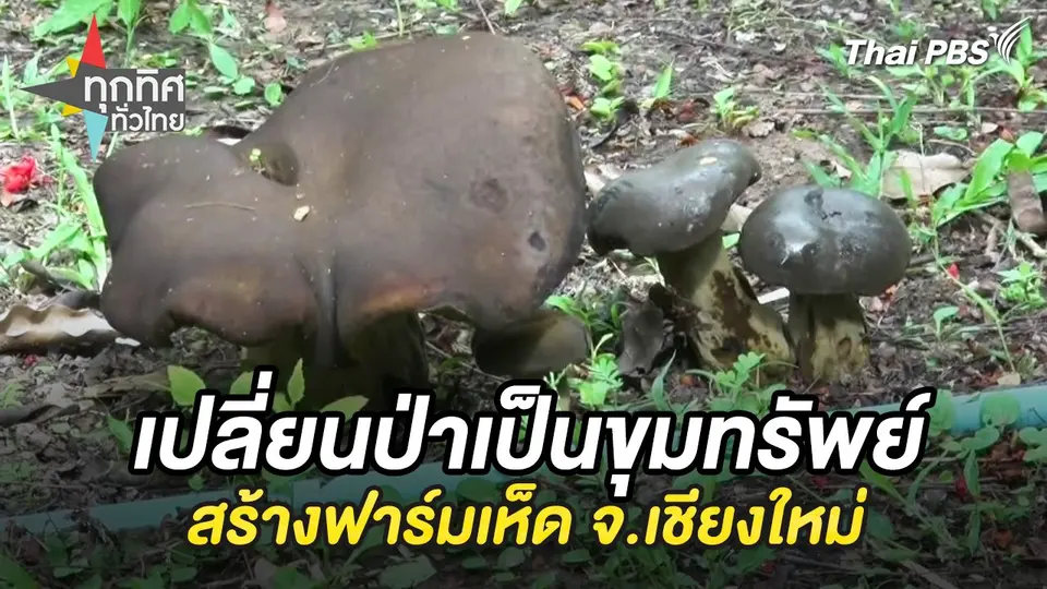 เปลี่ยนป่าเป็นขุมทรัพย์ สร้างฟาร์มเห็ด จ.เชียงใหม่