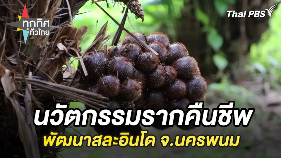 นวัตกรรมรากคืนชีพพัฒนาสละอินโด จ.นครพนม