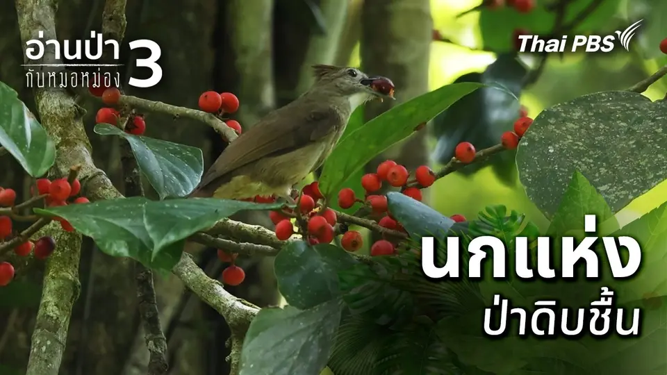 นกแห่งป่าดิบชื้น