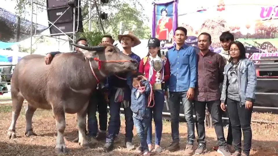 ลูกผู้ชายควายงาม