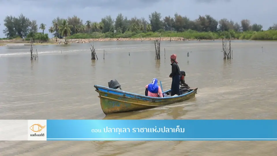 ปลากุเลา ราชาแห่งปลาเค็ม