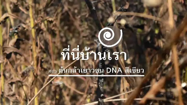 ต้นกล้าเยาวชน DNA สีเขียว