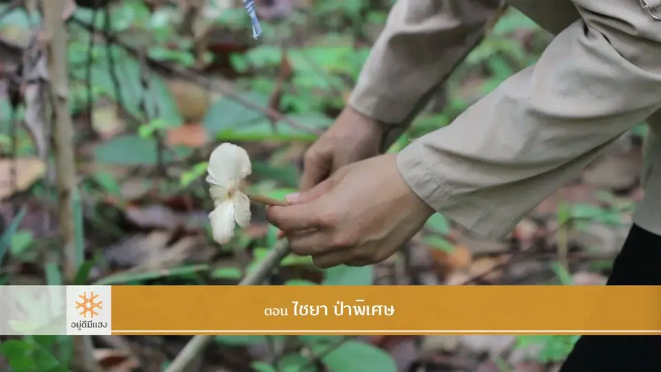 ไชยา ป่าพิเศษ​