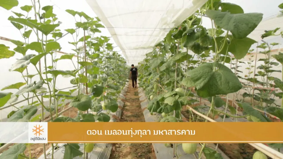 เมลอนทุ่งกุลา มหาสารคาม​