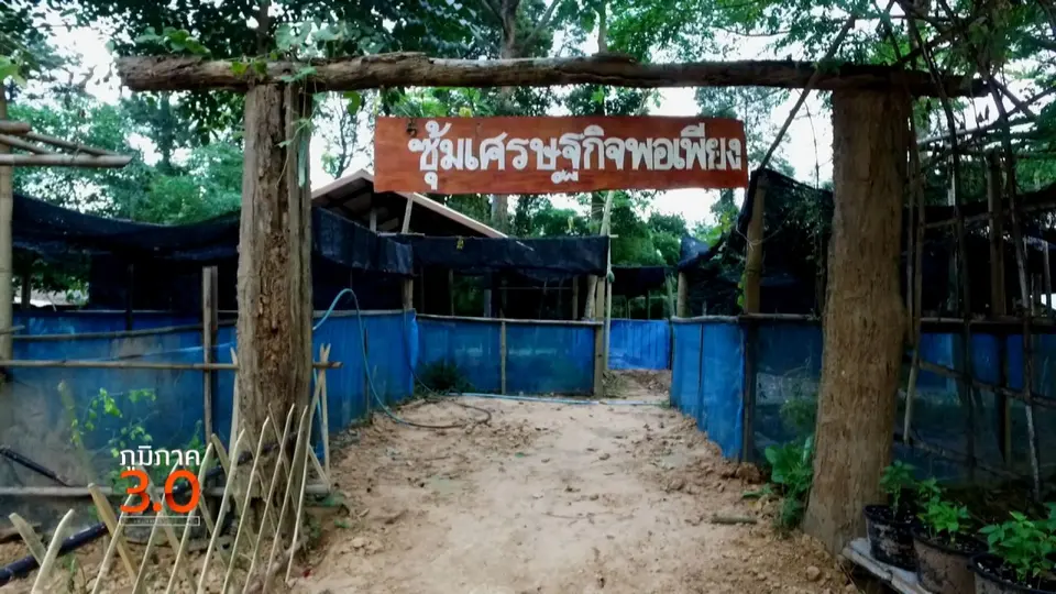 เมื่อขาดแรงงานเพื่อนบ้าน,  บทเรียนแรกของเกษตรมือใหม่, เขวาชี วิถีพอเพียงเมืองเกินร้อย