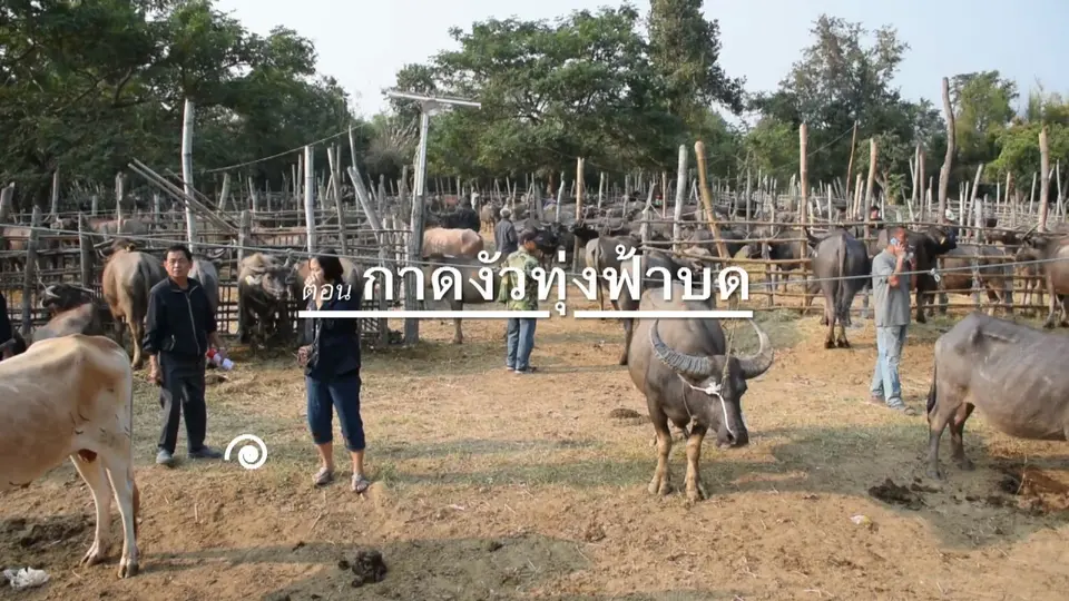 กาดงัวทุ่งฟ้าบด