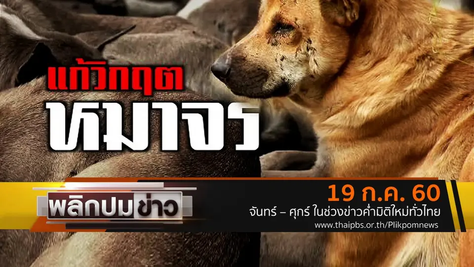 แก้วิกฤตหมาจร