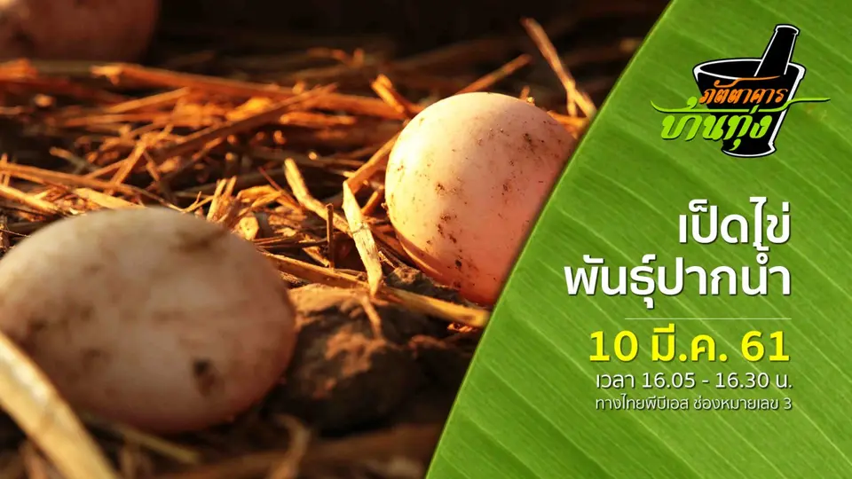 เป็ดไข่พันธุ์ปากน้ำ
