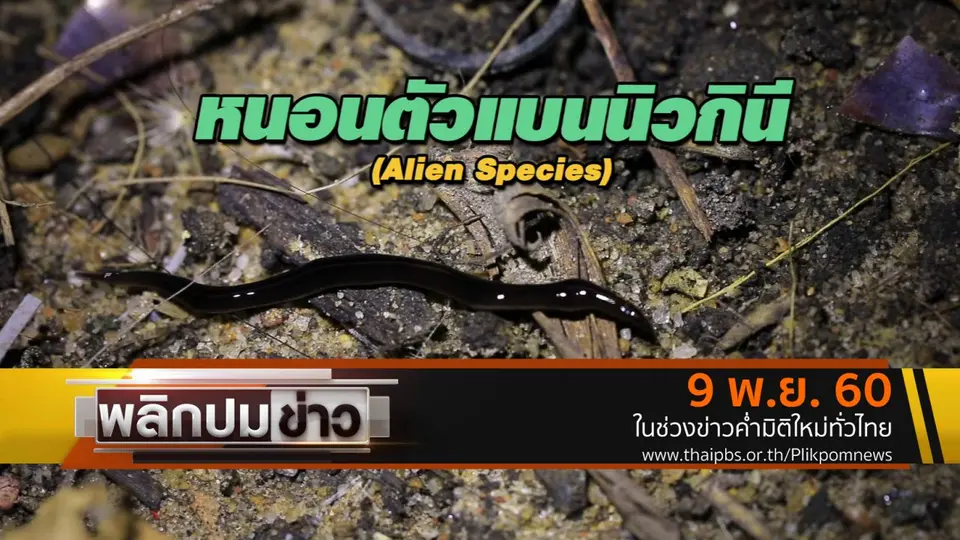 หนอนตัวแบนนิวกินี