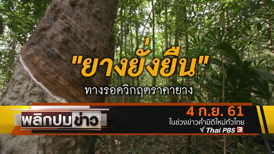 ยางยั่งยืน ทางรอดวิกฤตราคายาง
