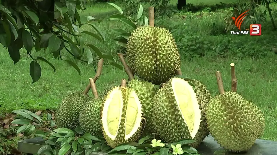 ทุเรียน...ราชาแห่งผลไม้