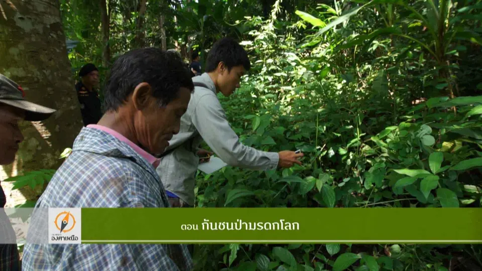กันชนป่ามรดกโลก​