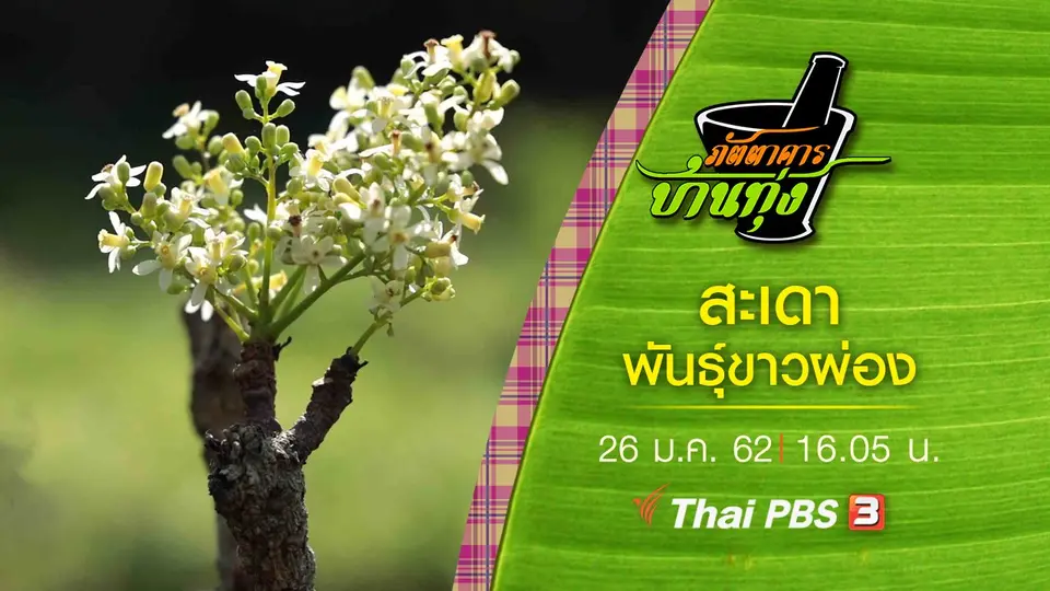 สะเดา พันธุ์ขาวผ่อง