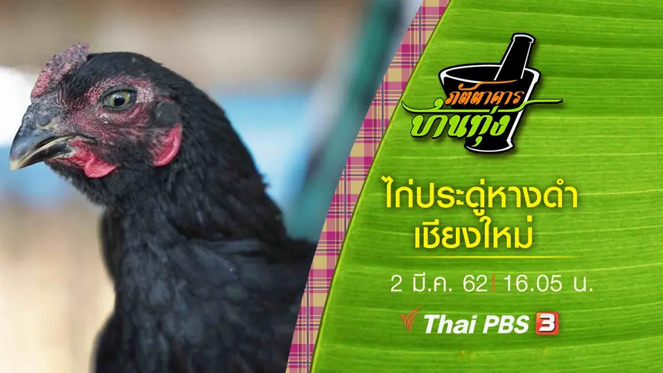 ไก่ประดู่หางดำเชียงใหม่