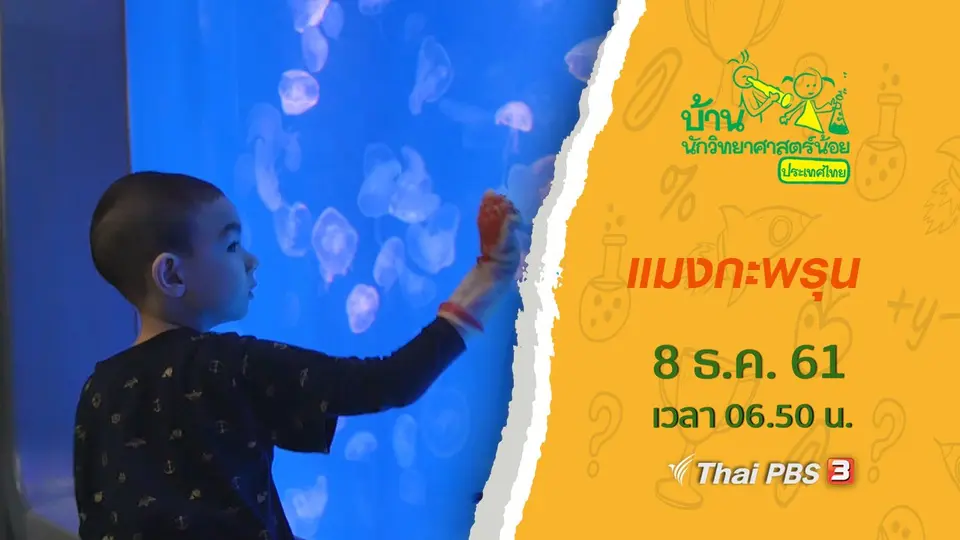​แมงกะพรุน