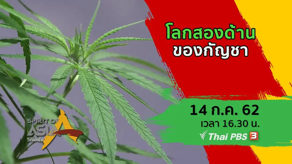 โลกสองด้านของกัญชา
