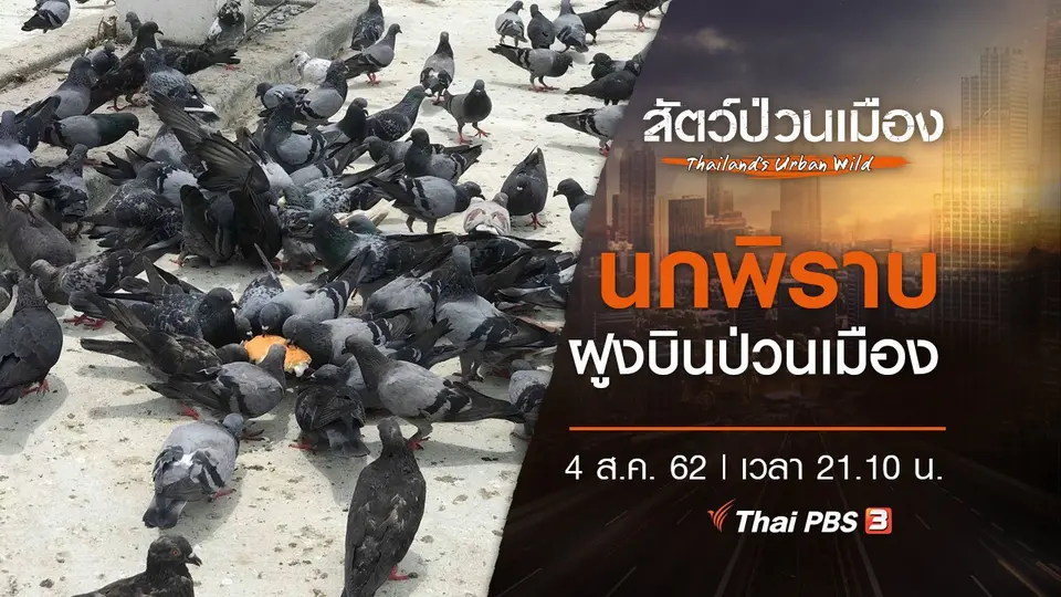 นกพิราบ ฝูงบินป่วนเมือง