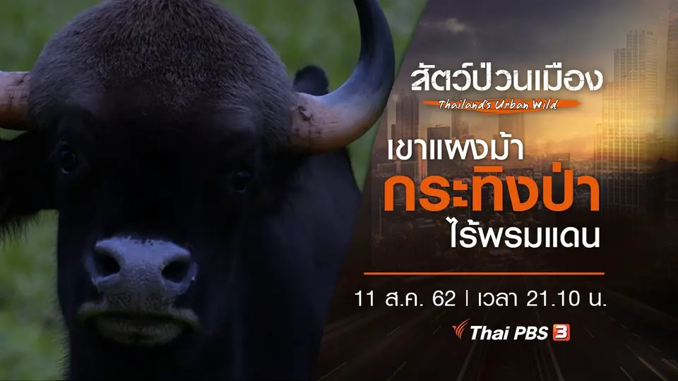 เขาแผงม้า กระทิงป่าไร้พรมแดน