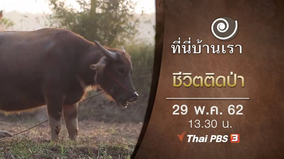 ชีวิตติดป่า
