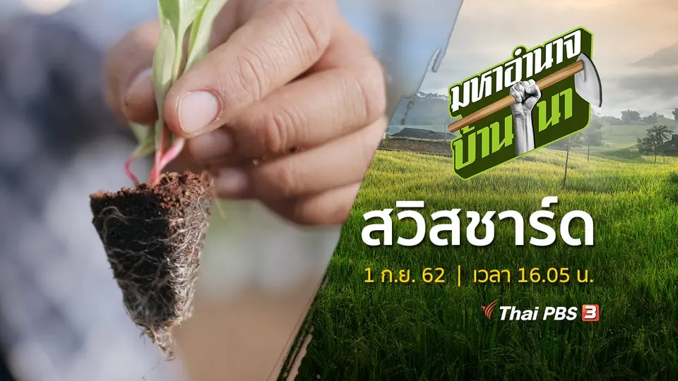 สวิสชาร์ด