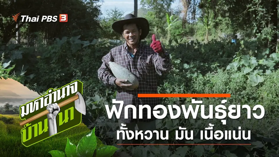 ฟักทองพันธุ์ยาว