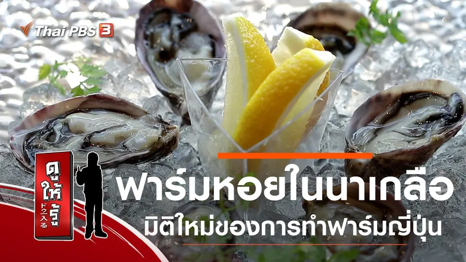 ฟาร์มหอยในนาเกลือ มิติใหม่ของการทำฟาร์มญี่ปุ่น
