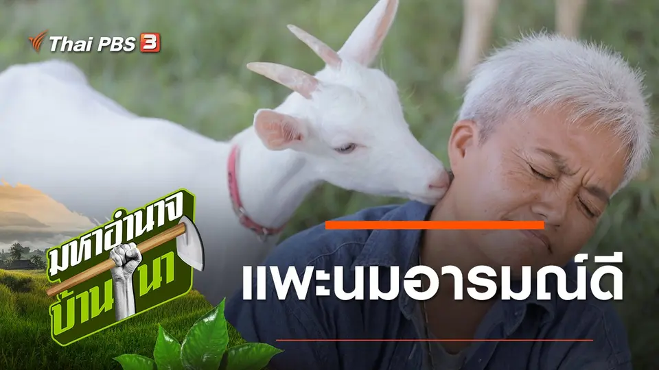 แพะนมอารมณ์ดี
