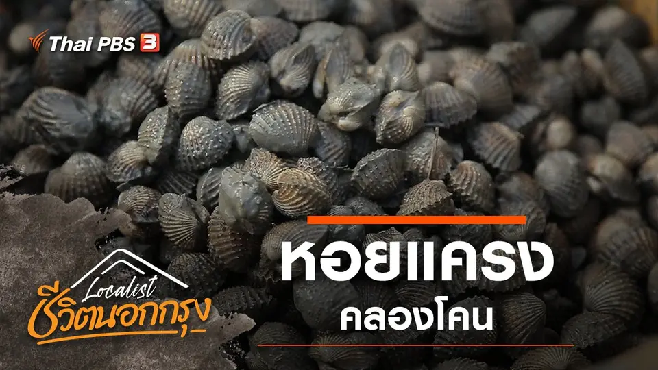 หอยแครง คลองโคน