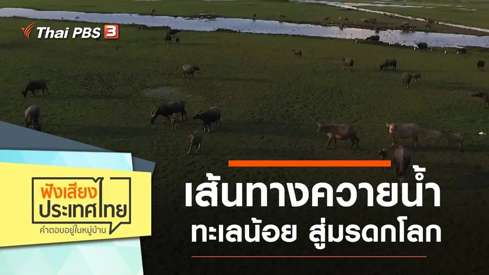 เส้นทางควายน้ำทะเลน้อย สู่มรดกโลก