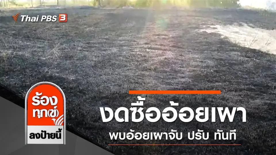 งดซื้ออ้อยเผาแก้ปัญหา PM 2.5 พบอ้อยเผาจับ ปรับ ทันที จ.เพชรบูรณ์