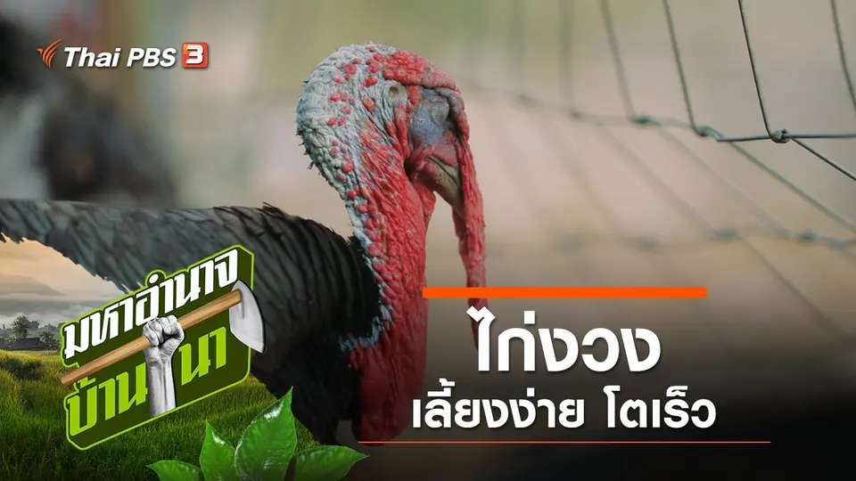 ไก่งวง