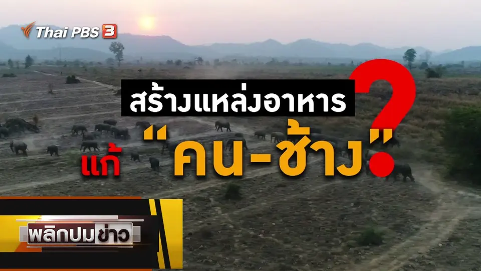 สร้างแหล่งอาหาร แก้คน - ช้าง ?