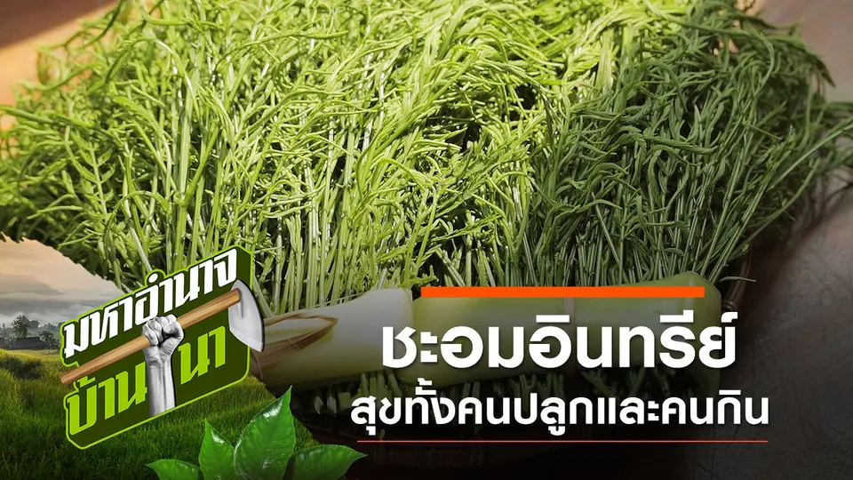 ชะอม