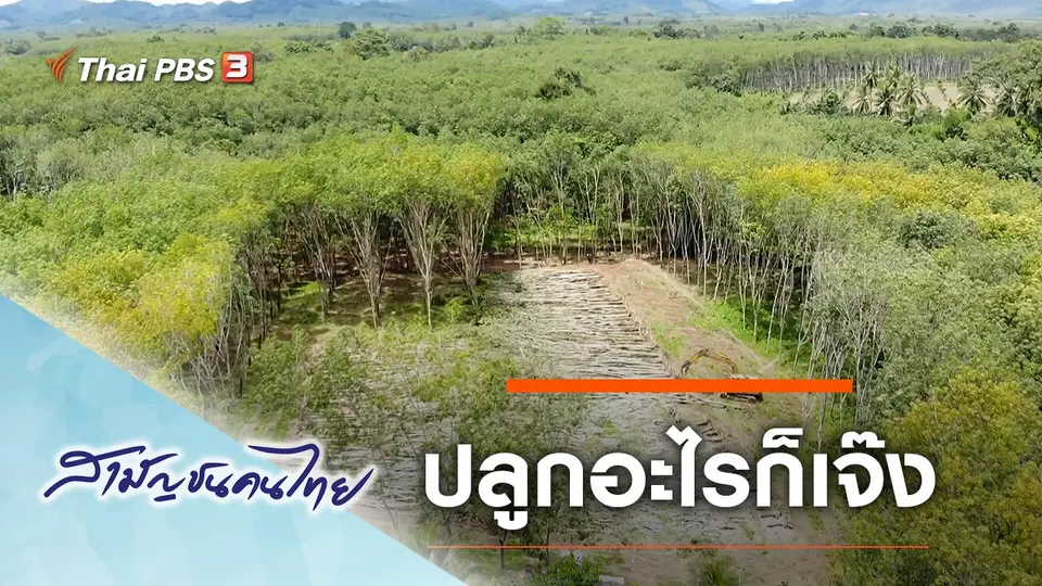 ปลูกอะไรก็เจ๊ง