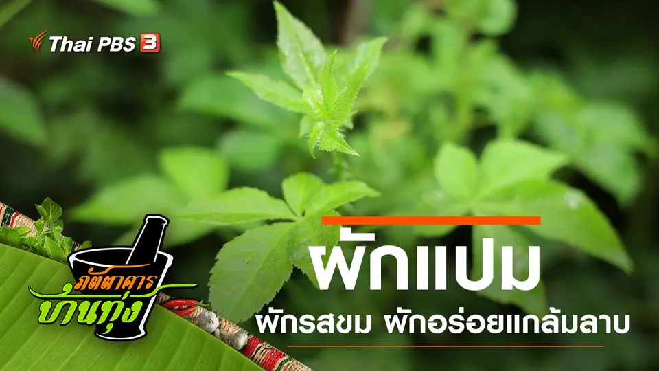 ผักแปม