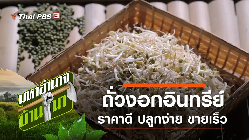 ถั่วงอกอินทรีย์ ราคาดี ปลูกง่าย ขายเร็ว