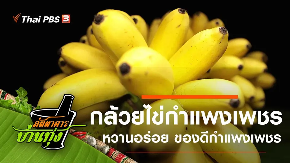 กล้วยไข่กำแพงเพชร