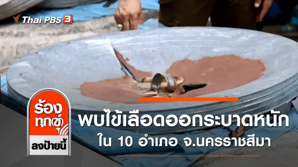 พบไข้เลือดออกระบาดหนักใน 10 อำเภอ จ.นครราชสีมา