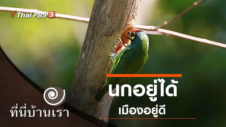 นกอยู่ได้ เมืองอยู่ดี