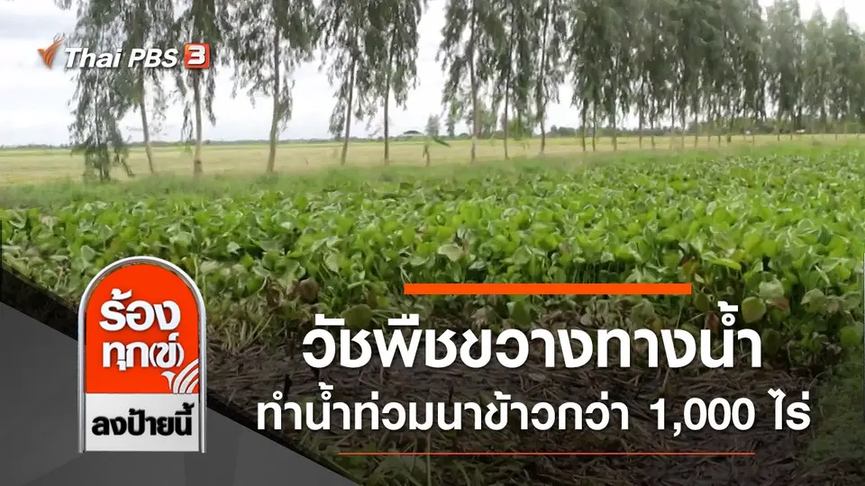 วัชพืชขวางทางน้ำ ทำน้ำท่วมนาข้าวกว่า 1,000 ไร่ จ.เพชรบุรี