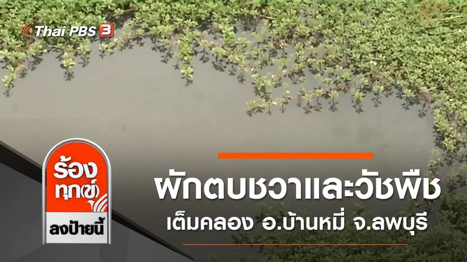 ผักตบชวาและวัชพืชเต็มคลอง อ.บ้านหมี่ จ.ลพบุรี