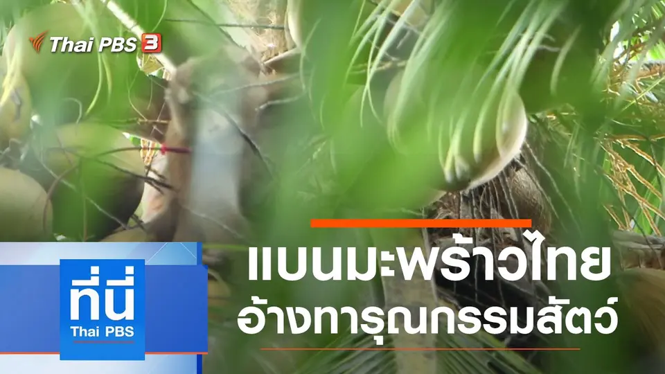 ที่นี่ Thai PBS