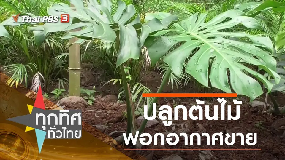 ทุกทิศทั่วไทย