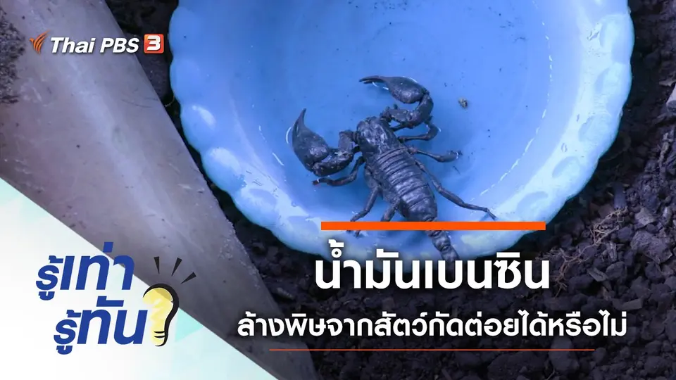 น้ำมันเบนซิน ล้างพิษแมลงสัตว์กัดต่อยได้หรือไม่