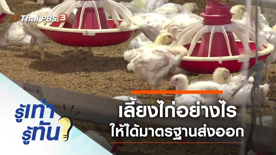 เลี้ยงไก่อย่างไรให้ได้มาตรฐานส่งออก