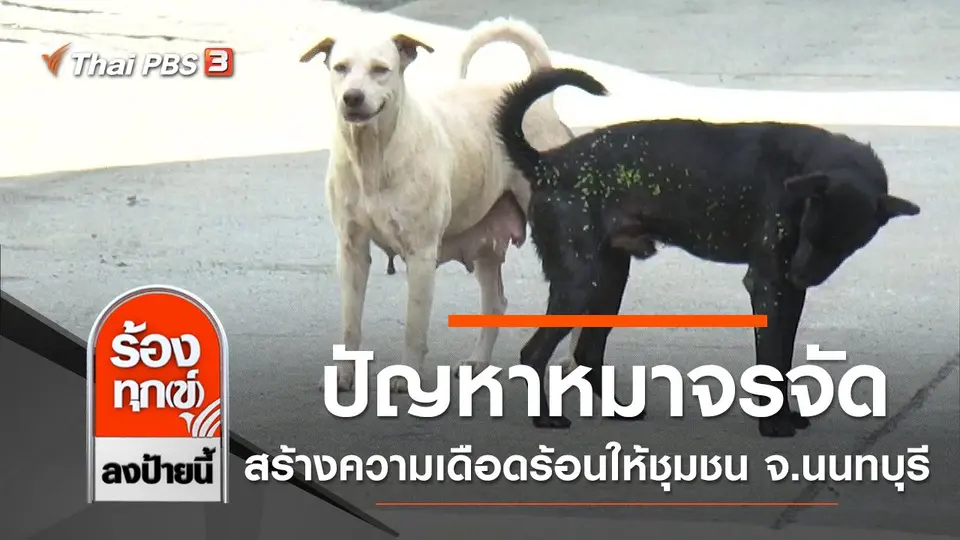 ปัญหาหมาจรจัดจำนวนมากสร้างความเดือดร้อนให้ชุมชน จ.นนทบุรี